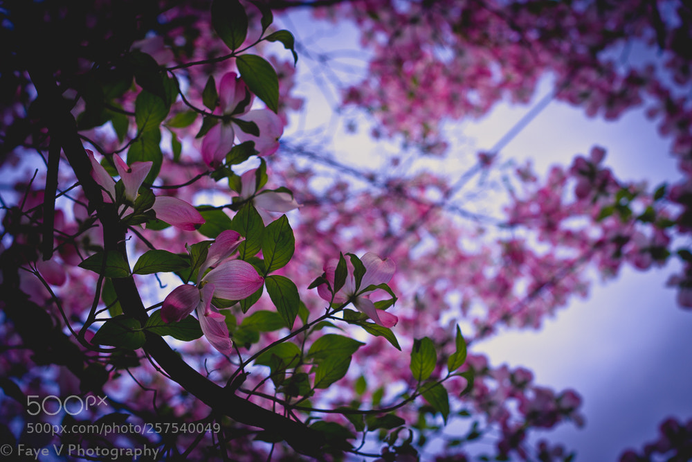 Canon EOS 600D (Rebel EOS T3i / EOS Kiss X5) sample photo. Swingbell photography