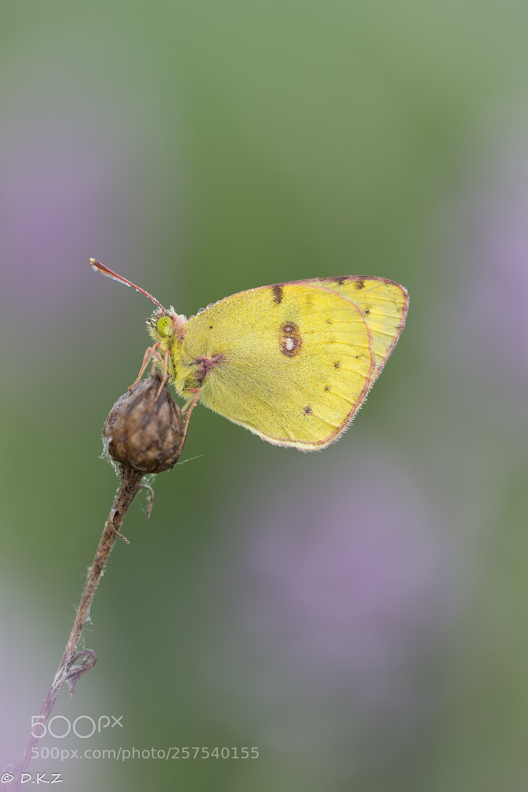 Canon EOS 6D sample photo. Goldene acht photography