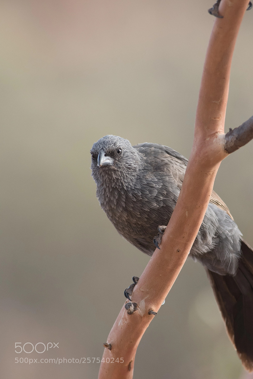 Nikon D500 sample photo. Apostle bird photography