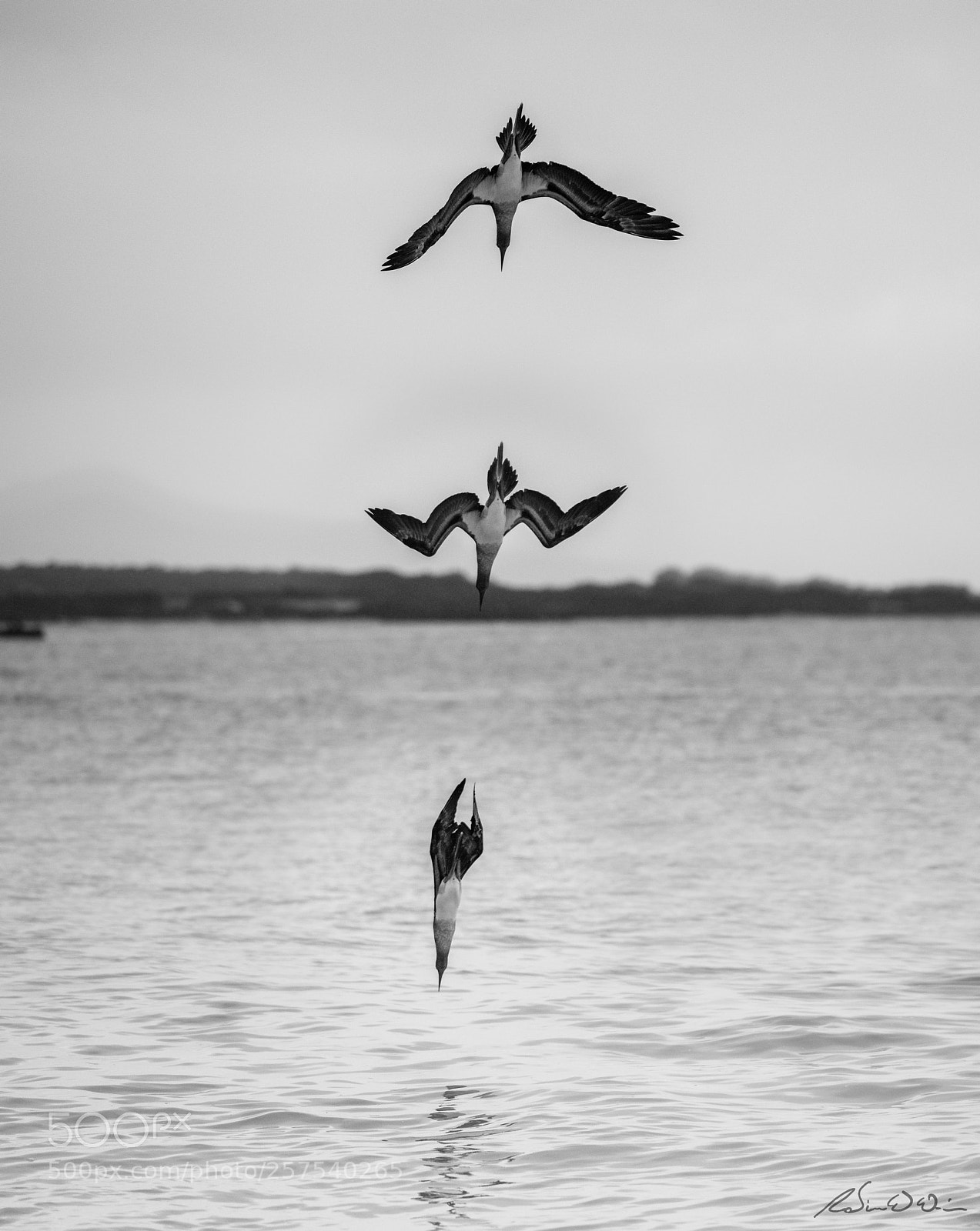 Nikon D850 sample photo. Blue footed booby photography