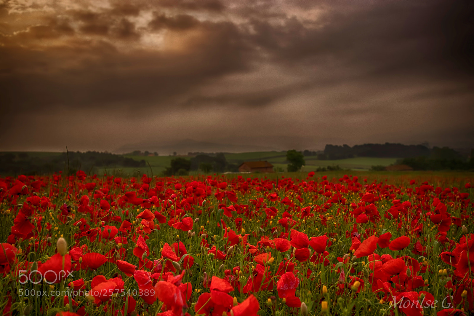 Canon EOS 77D (EOS 9000D / EOS 770D) sample photo. Poppys photography
