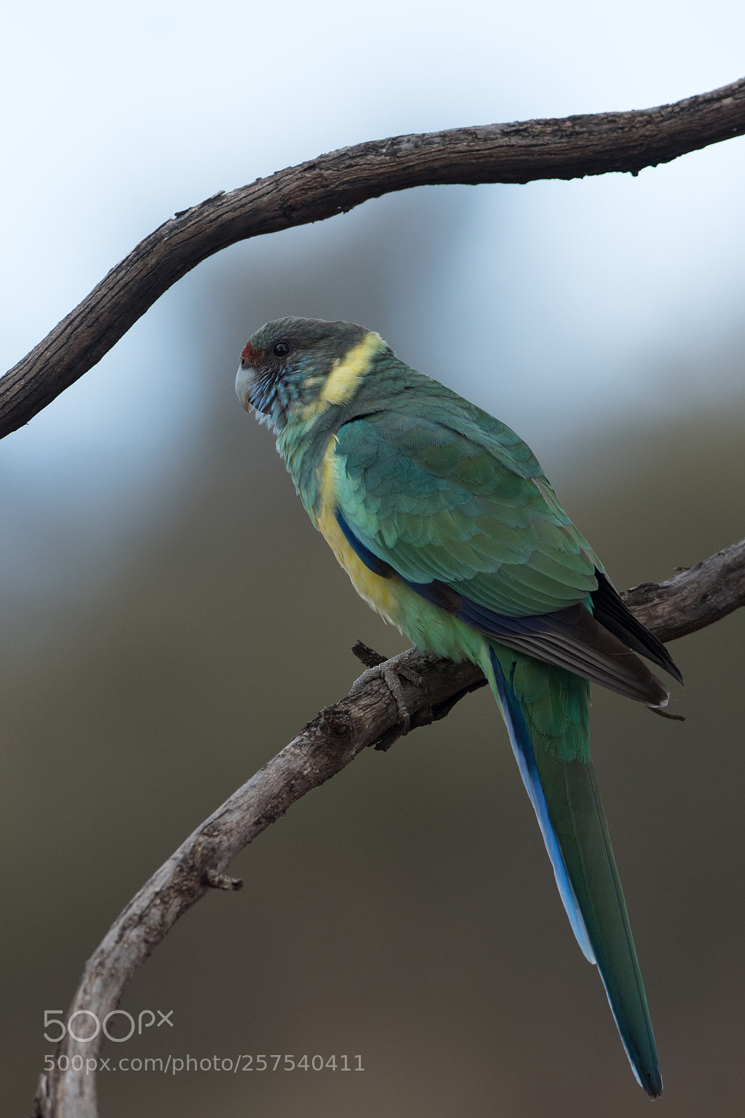 Nikon D500 sample photo. Ringneck parrot photography