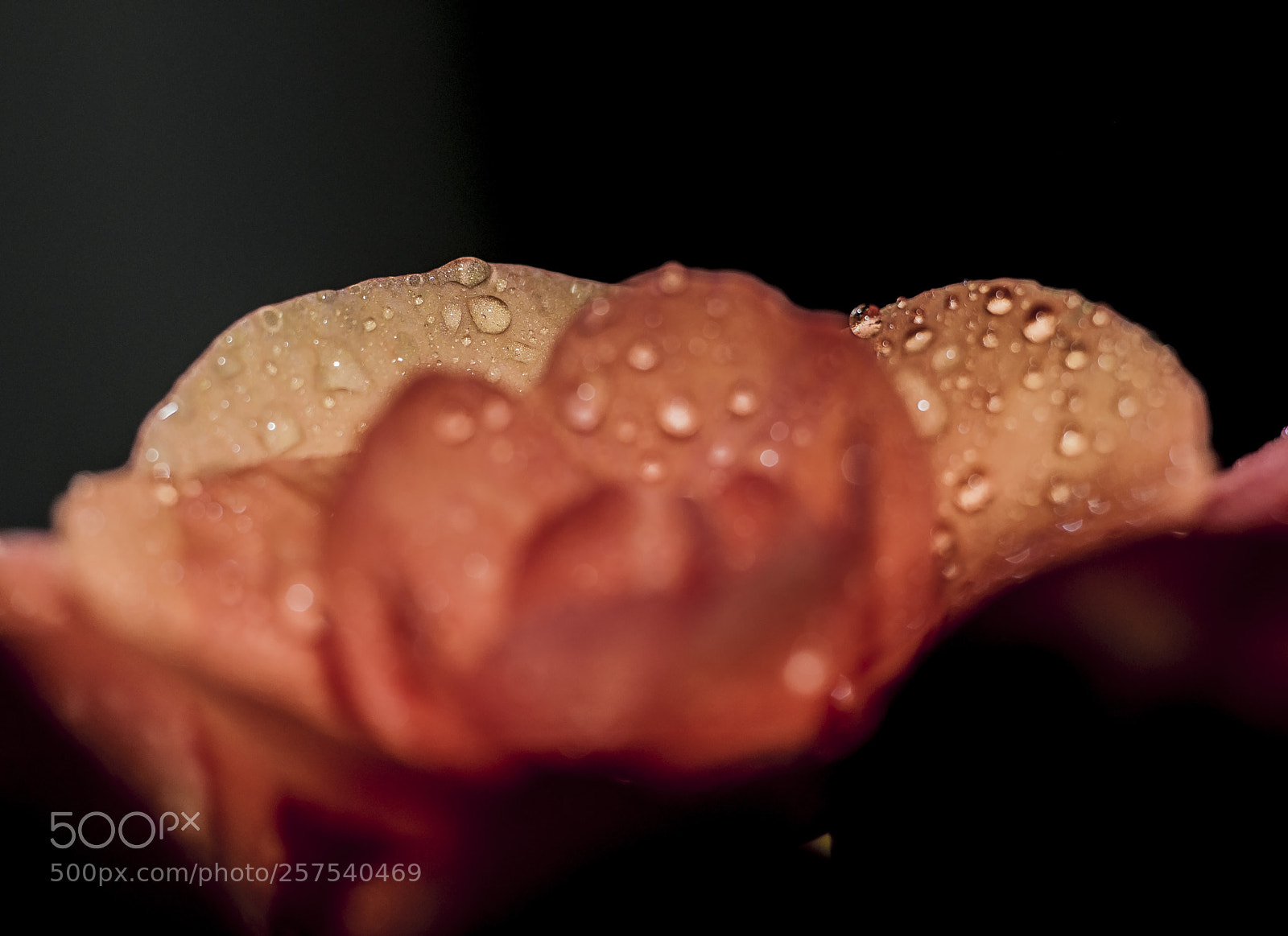 Nikon D5000 sample photo. Rvg photography