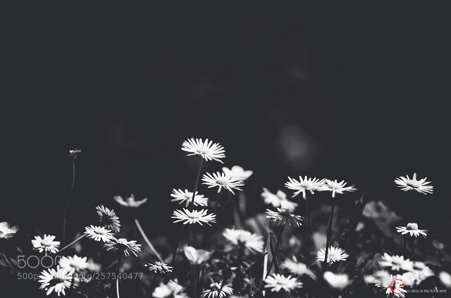 Pentax K-5 sample photo. Fleurs de printemps photography