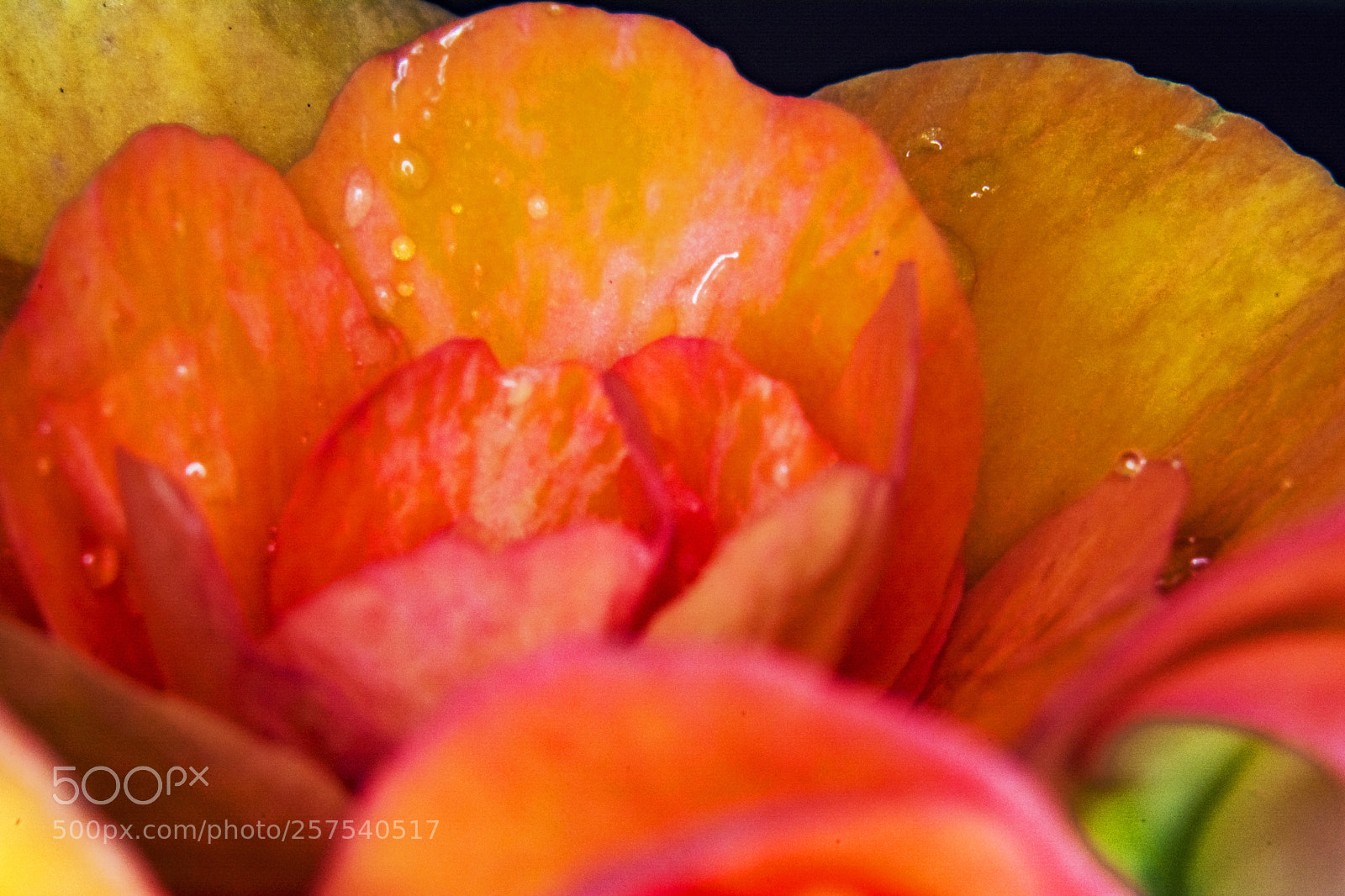 Nikon D5200 sample photo. R photography