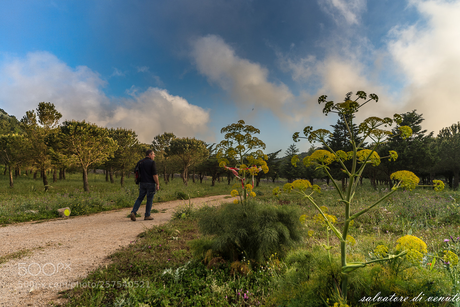 Nikon D610 sample photo. Salvo di vento 16 photography