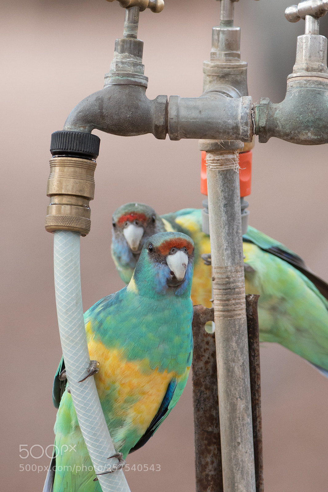 Nikon D500 sample photo. Ringneck parrots photography