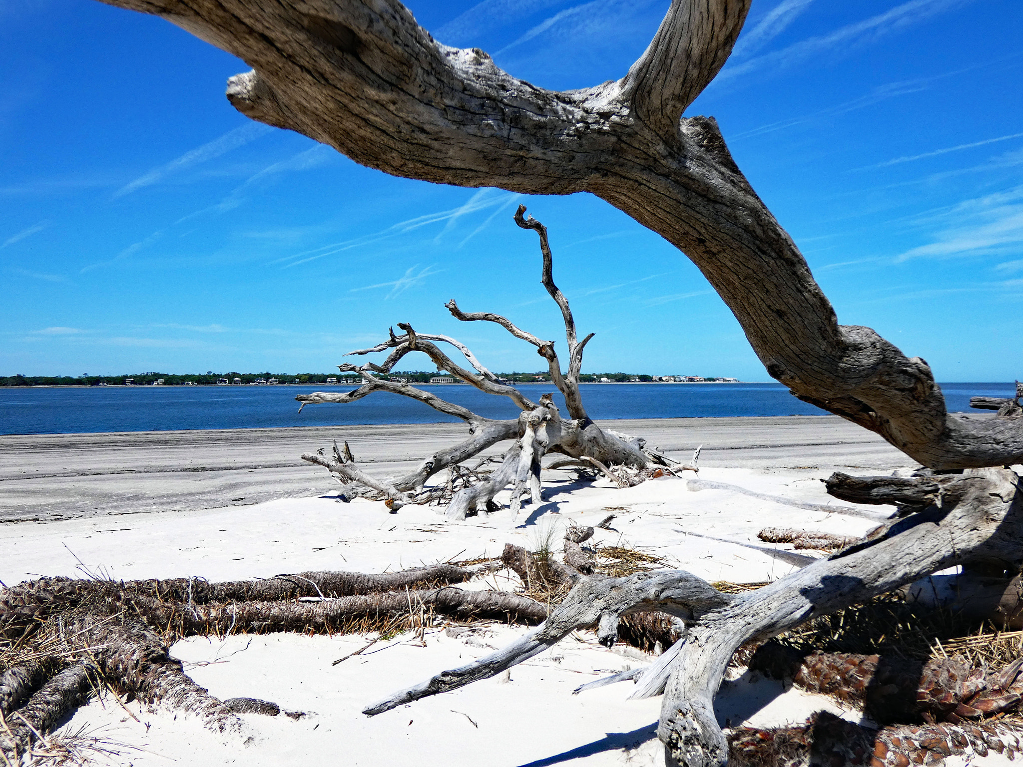 Panasonic DC-FZ80 sample photo. Driftwood beach georgia photography