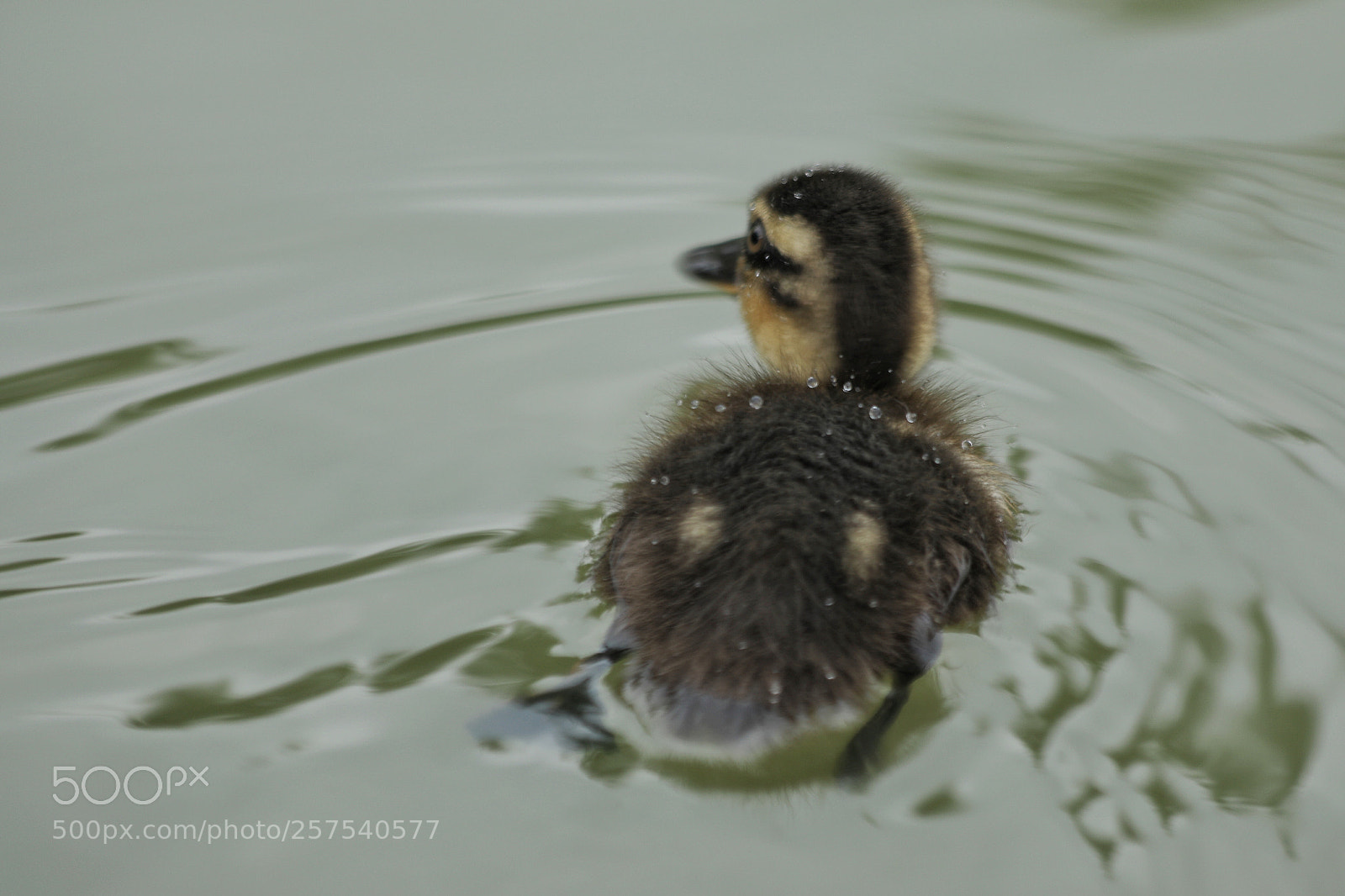 Canon EOS 5D Mark IV sample photo. Little dark photography