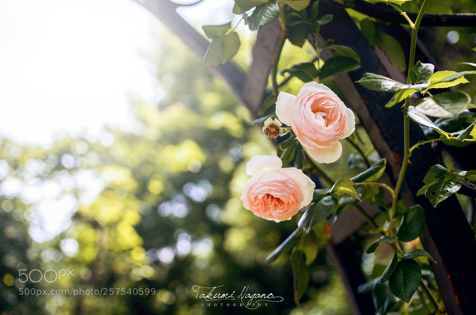Pentax K-5 sample photo. Twins photography