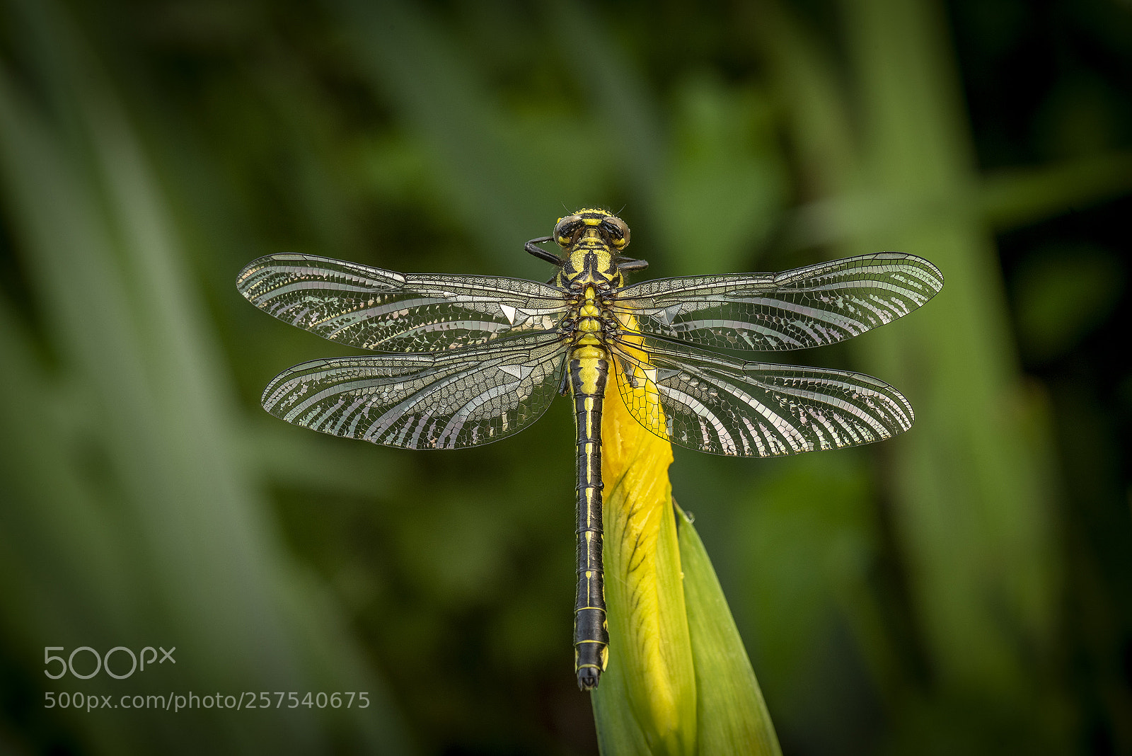 Nikon D750 sample photo. Club-tailed dragonfly photography
