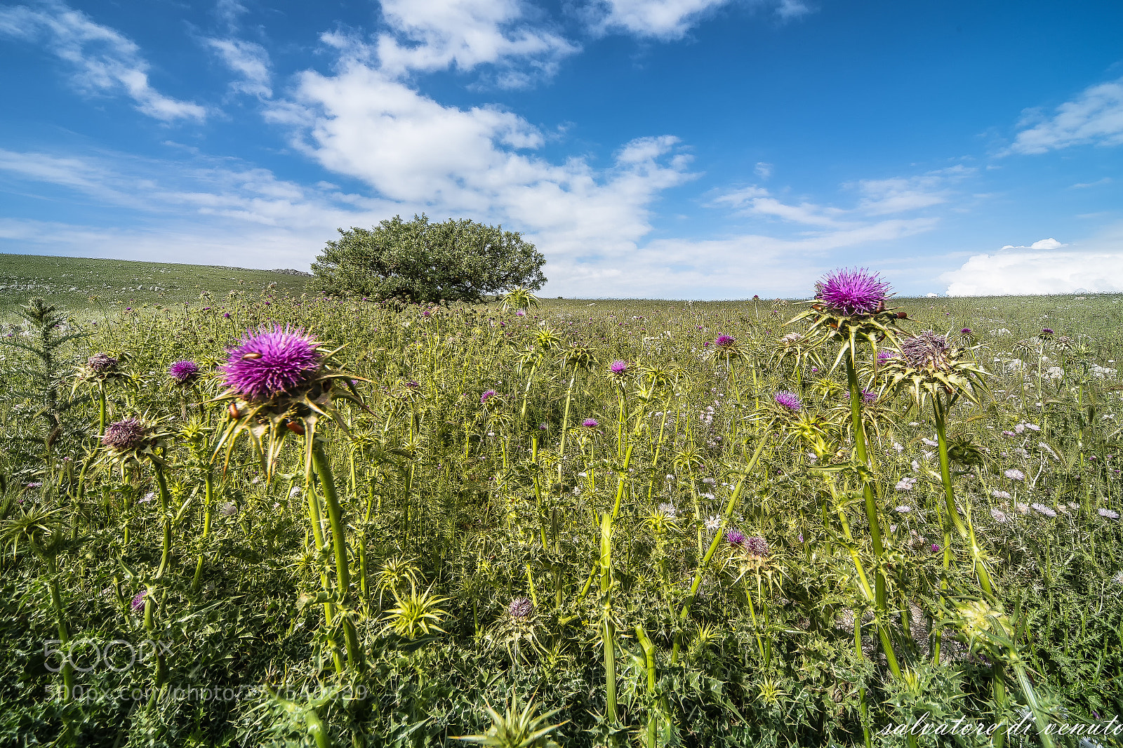 Nikon D610 sample photo. Salvo di vento 16 photography