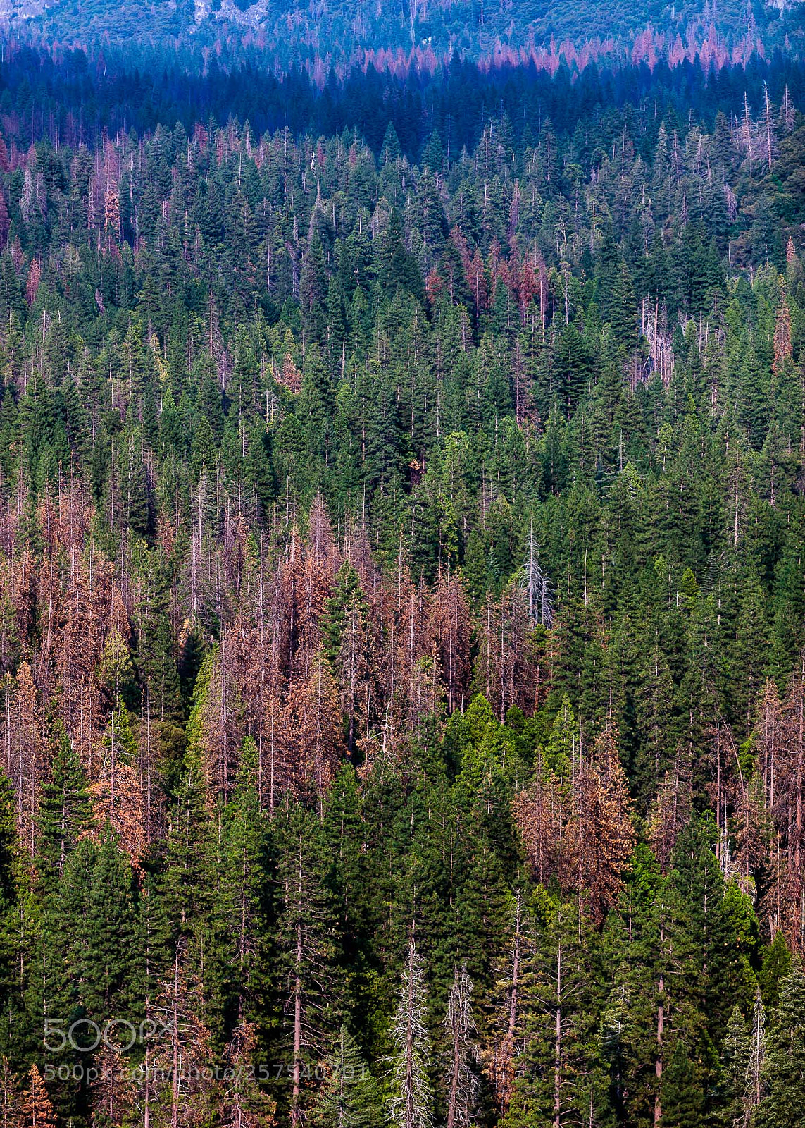 Canon EOS 5DS R sample photo. Pinetrees of yosemite photography