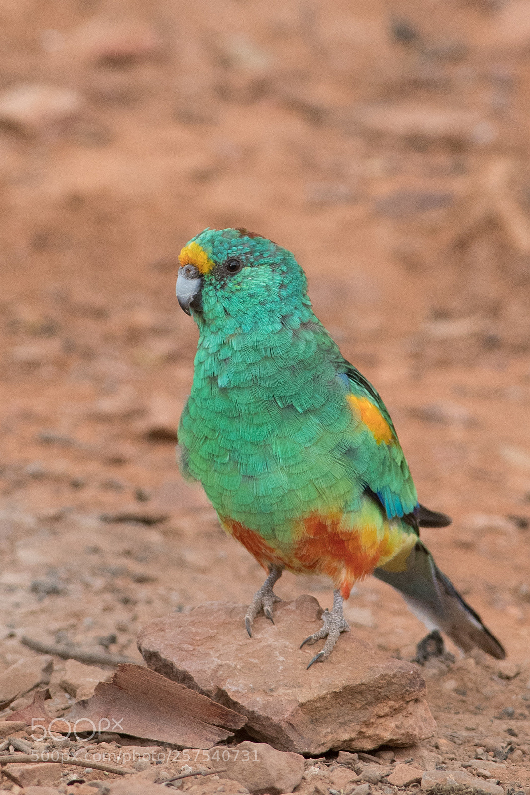Nikon D500 sample photo. Mulga parrot photography