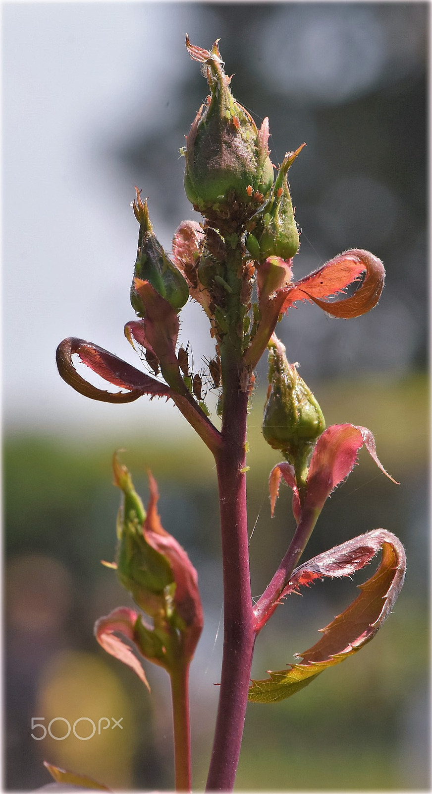 Nikon AF-S Micro-Nikkor 105mm F2.8G IF-ED VR sample photo. "bad guis" photography