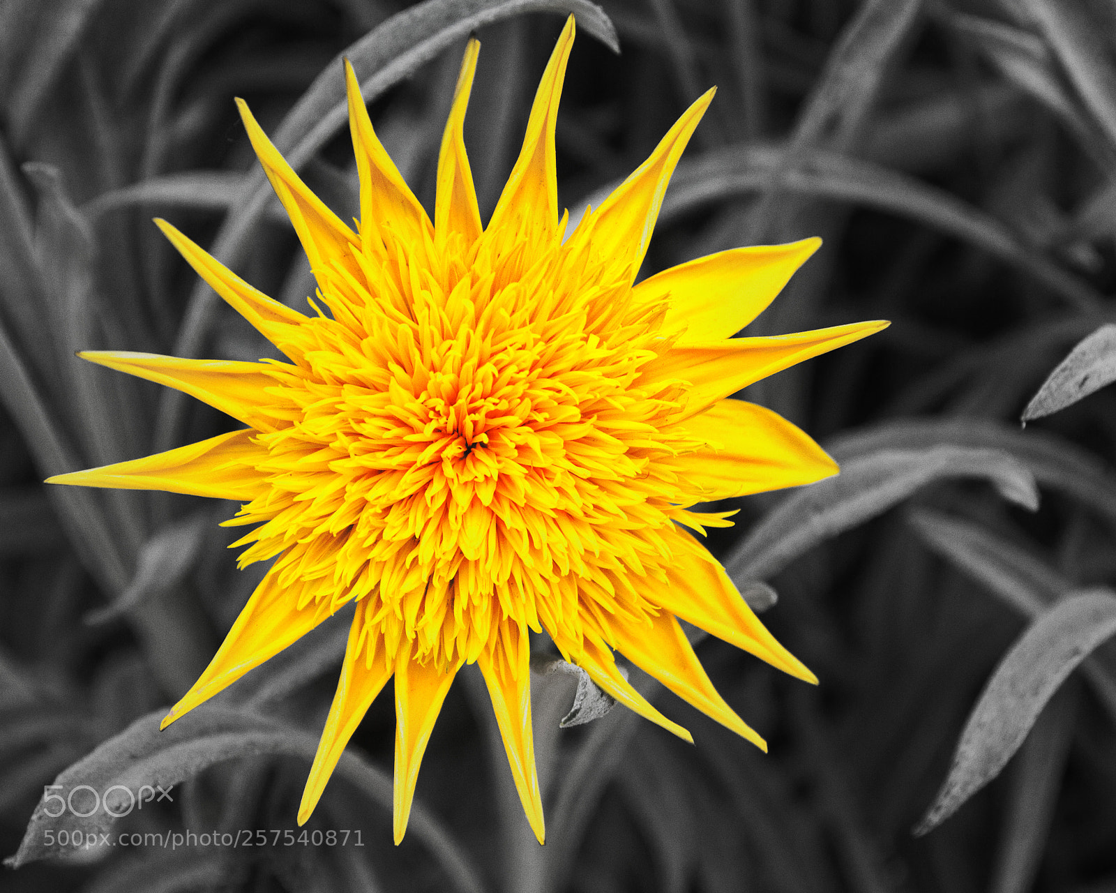 Canon EOS 7D sample photo. Sunflower photography