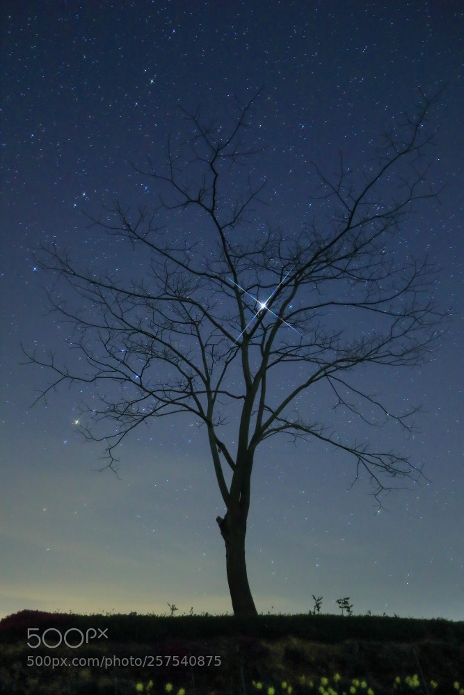 Canon EOS-1D X Mark II sample photo. Untitled photography