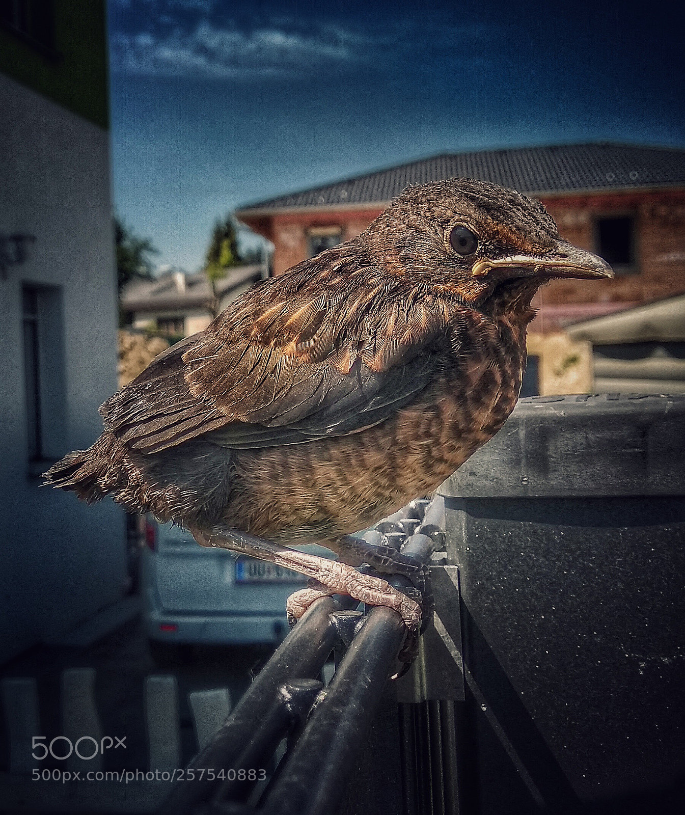 Xiaomi Redmi Note 4 sample photo. Vogi photography