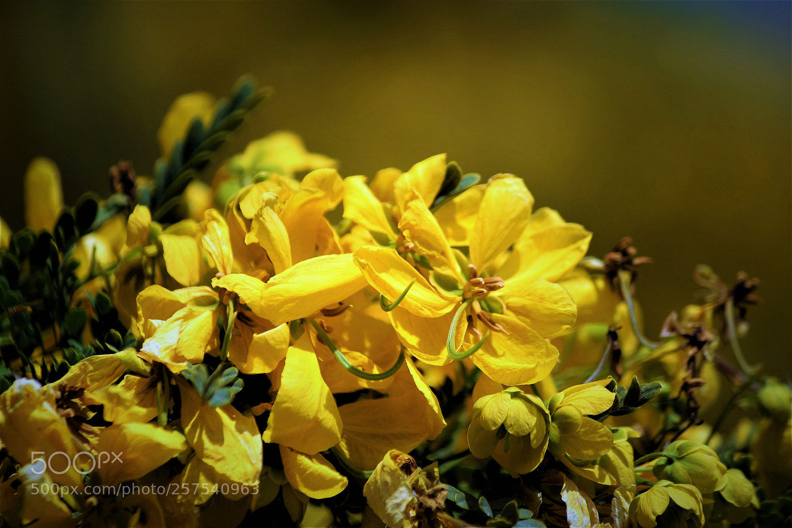 Canon EOS 550D (EOS Rebel T2i / EOS Kiss X4) sample photo. Laburnum photography
