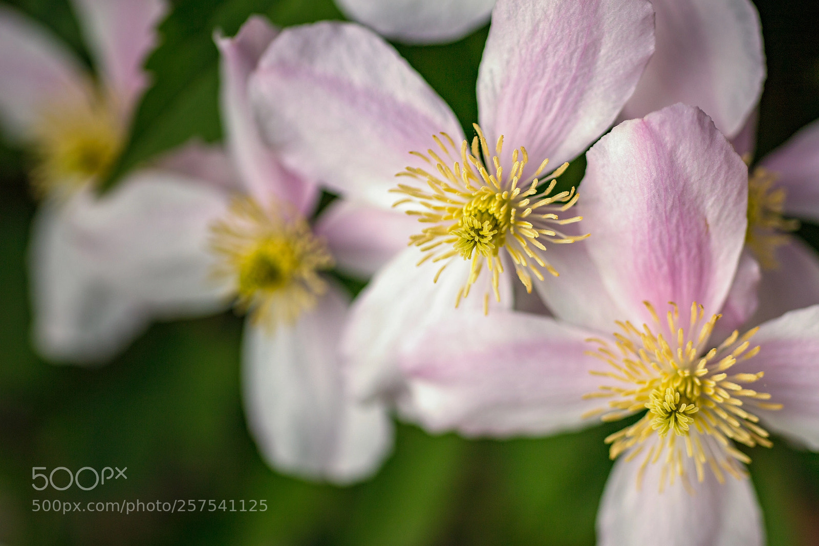 Canon EOS 6D sample photo. Spring colors photography