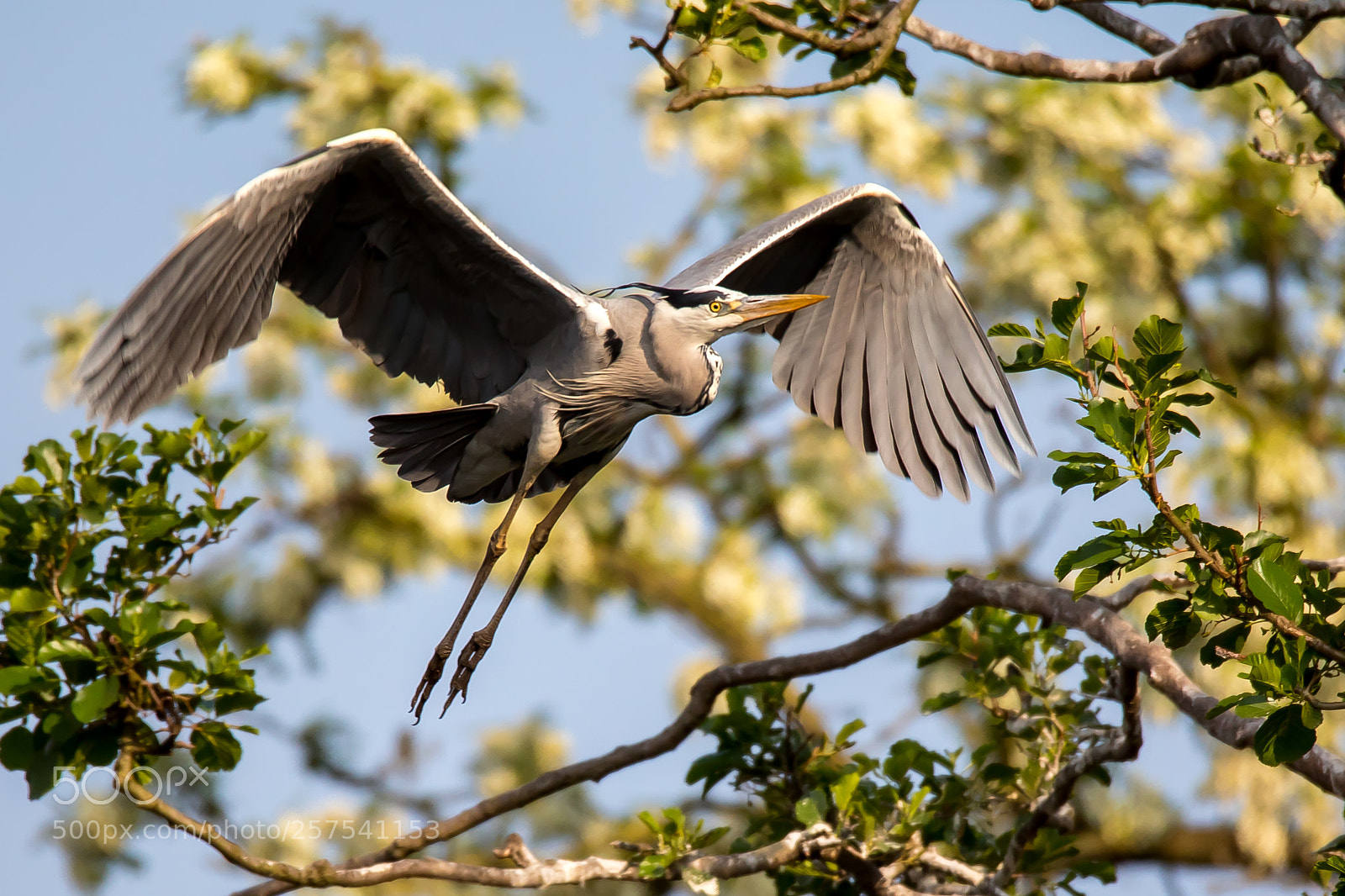 Canon EOS 5D Mark IV sample photo. Grey heron photography
