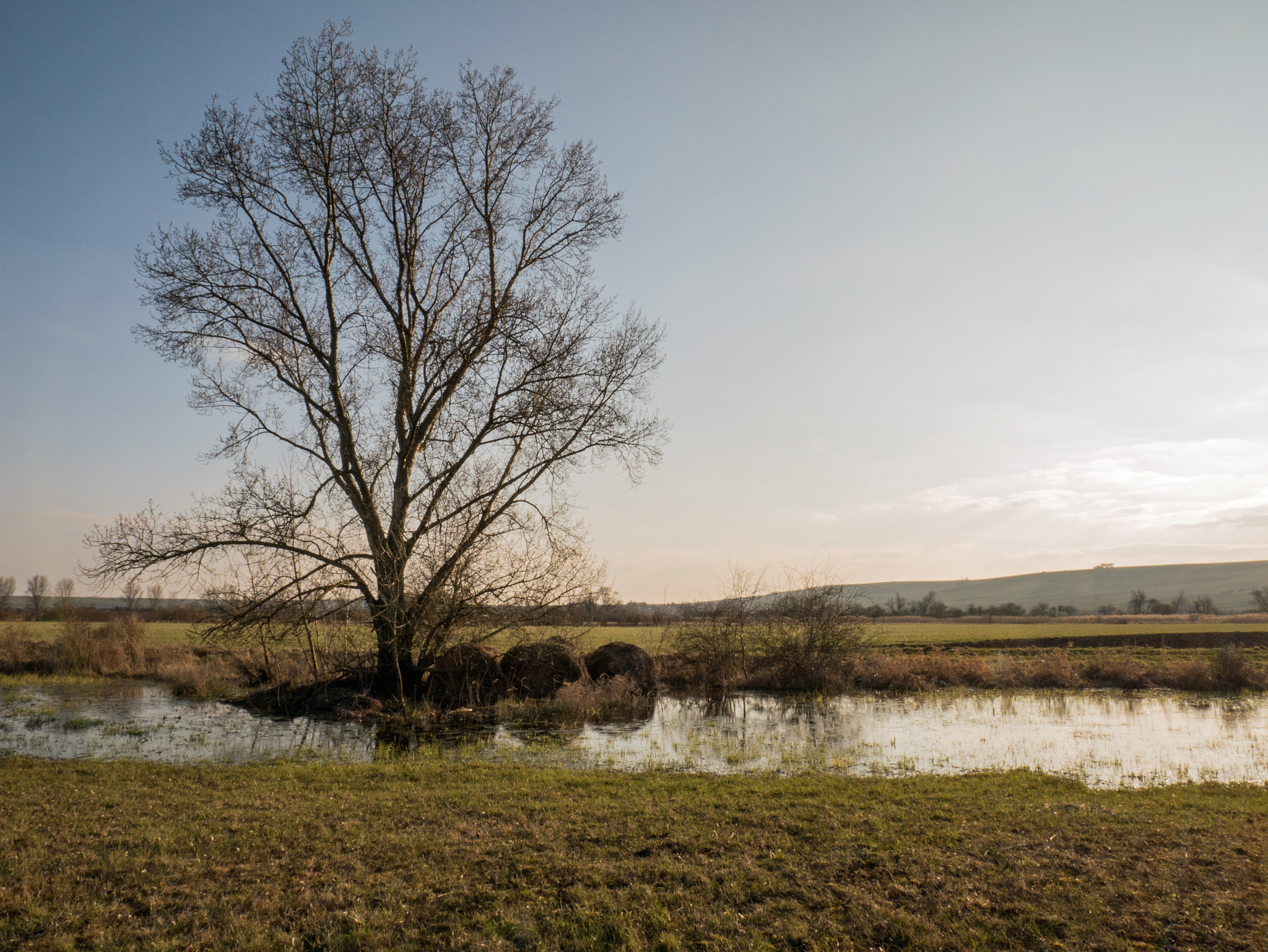 Panasonic DMC-G81 sample photo. Laubenheimer ried photography