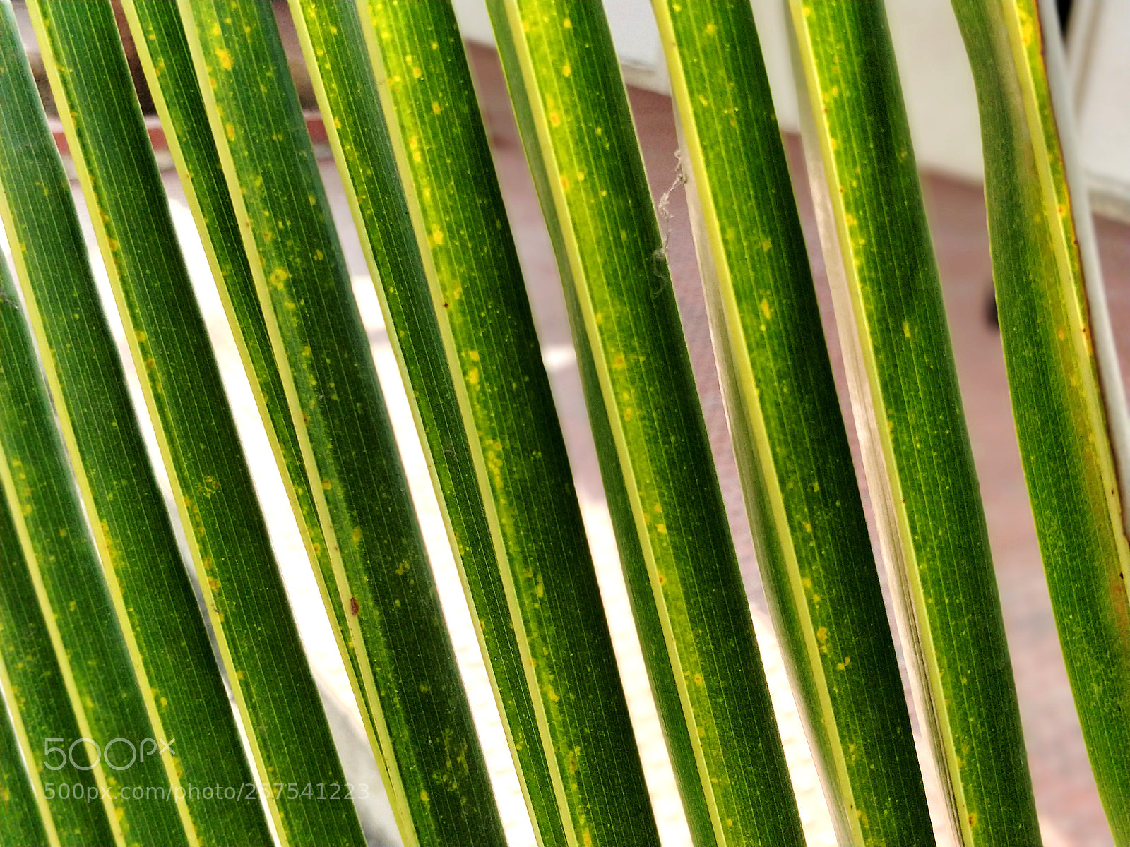 OnePlus 5 sample photo. Coconut tree photography