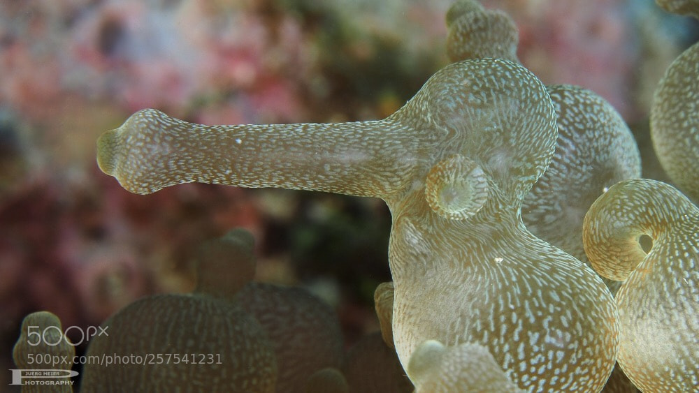 Olympus OM-D E-M1 sample photo. Anemone  photography