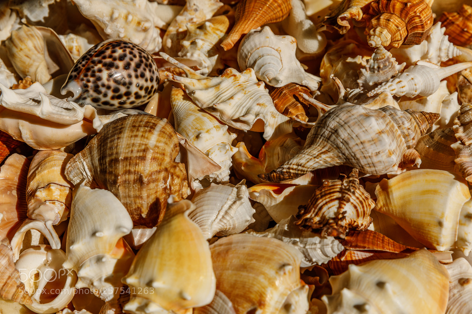 Canon EOS 5D Mark IV sample photo. Sea shells photography