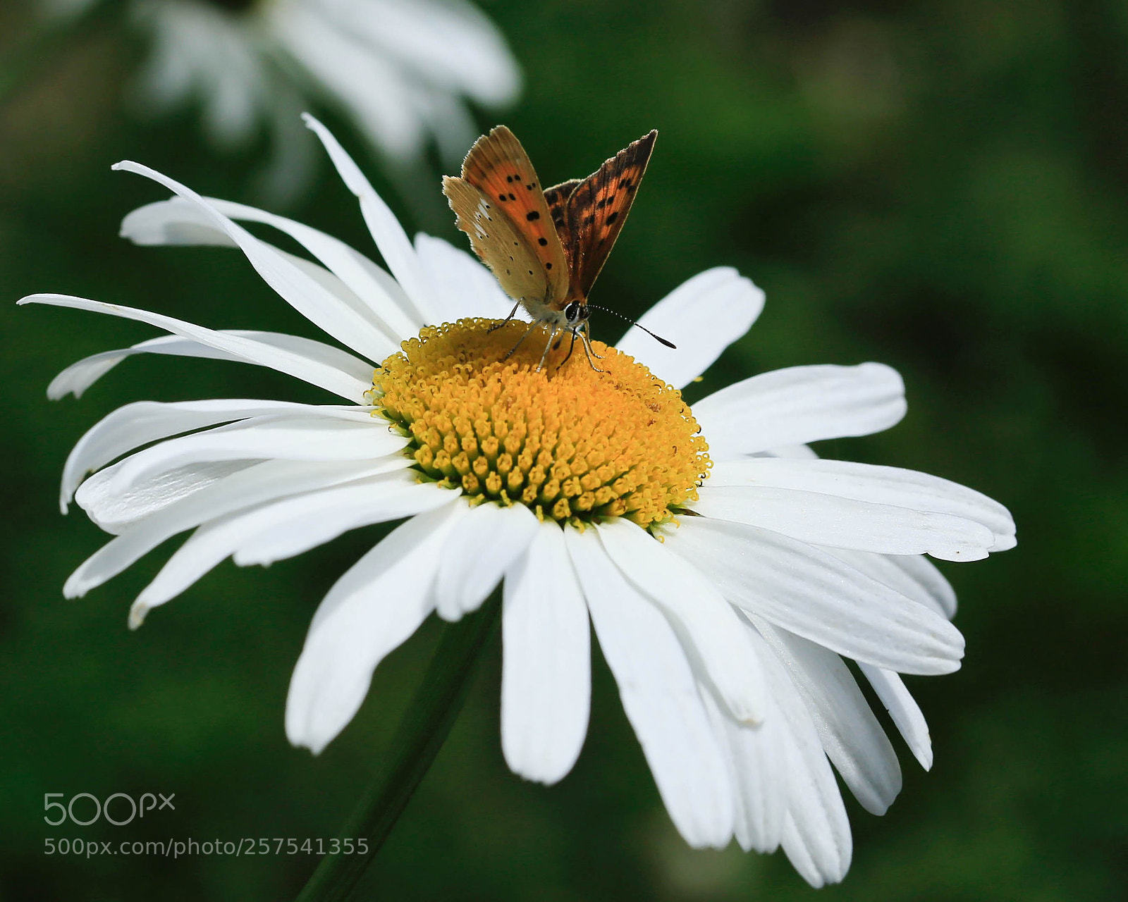 Canon EOS 6D sample photo. Xxt-77 photography