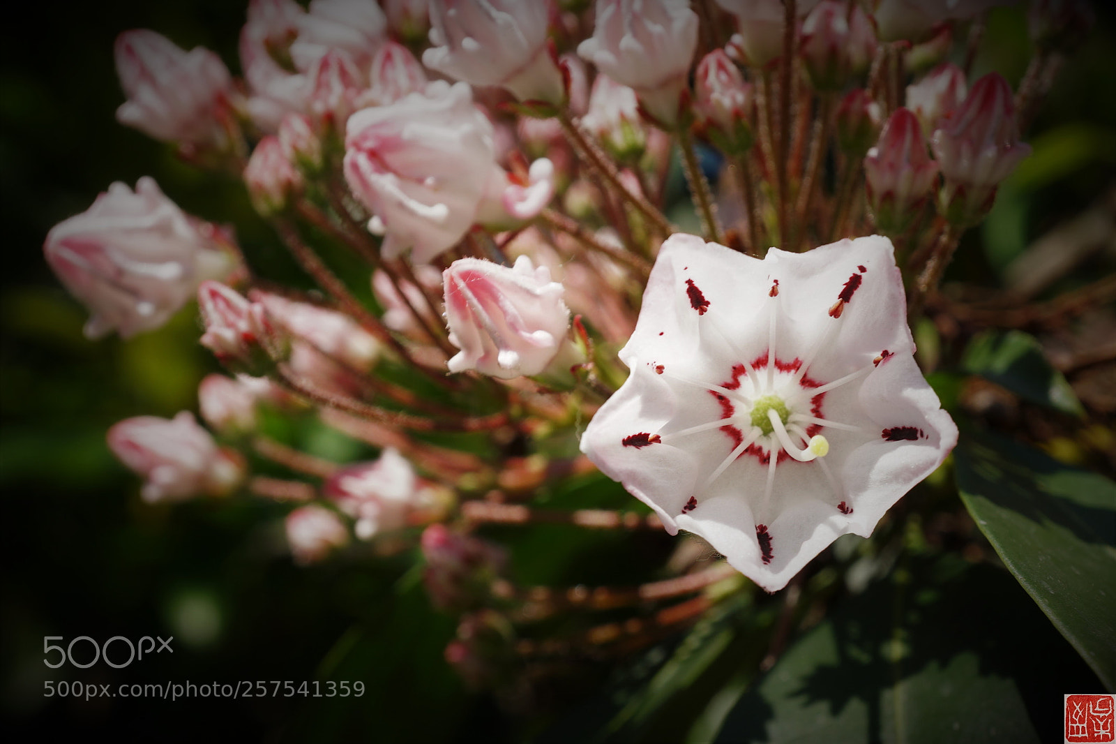 Sony a6500 sample photo. Kalmia photography