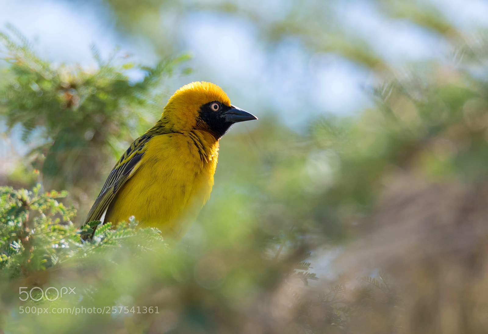 Nikon D500 sample photo. Speke's weaver photography