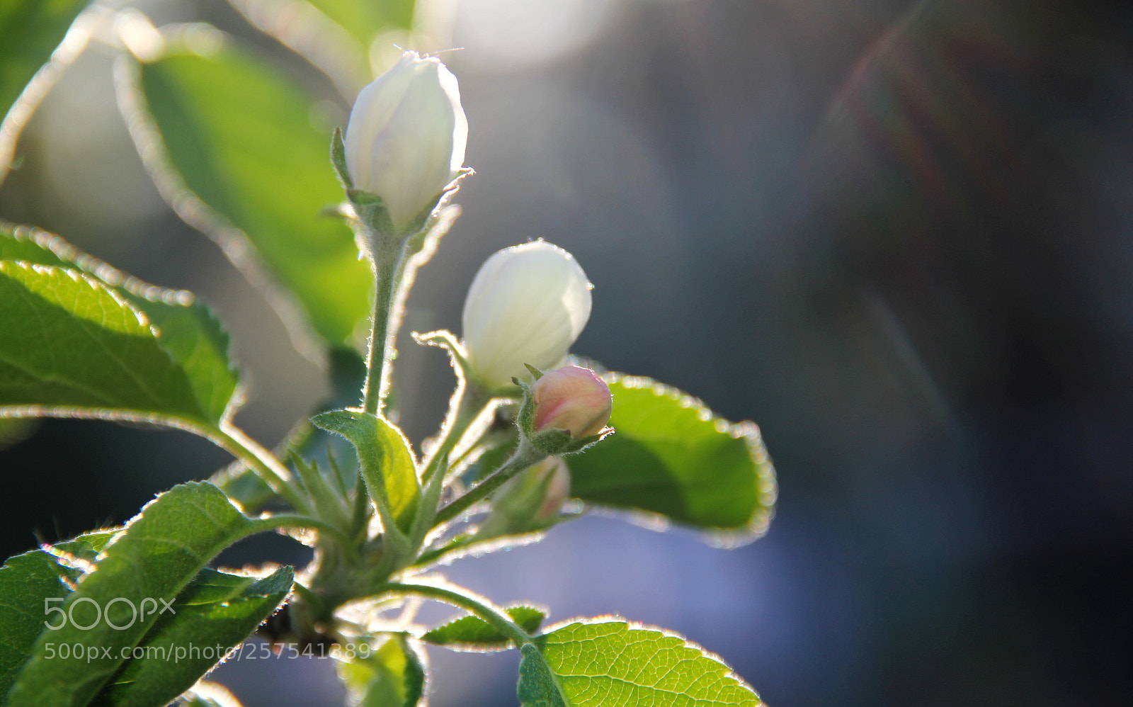 Canon EF-S 18-135mm F3.5-5.6 IS sample photo. Img photography