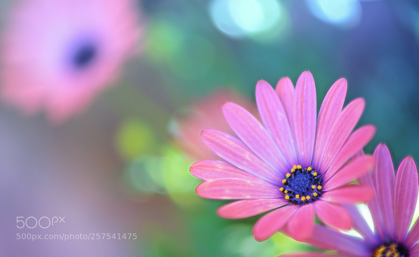 Nikon D850 sample photo. Soft morning photography
