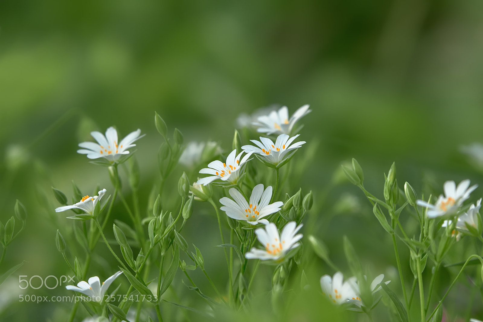 Canon EOS 7D Mark II sample photo. Spring flowers in the photography