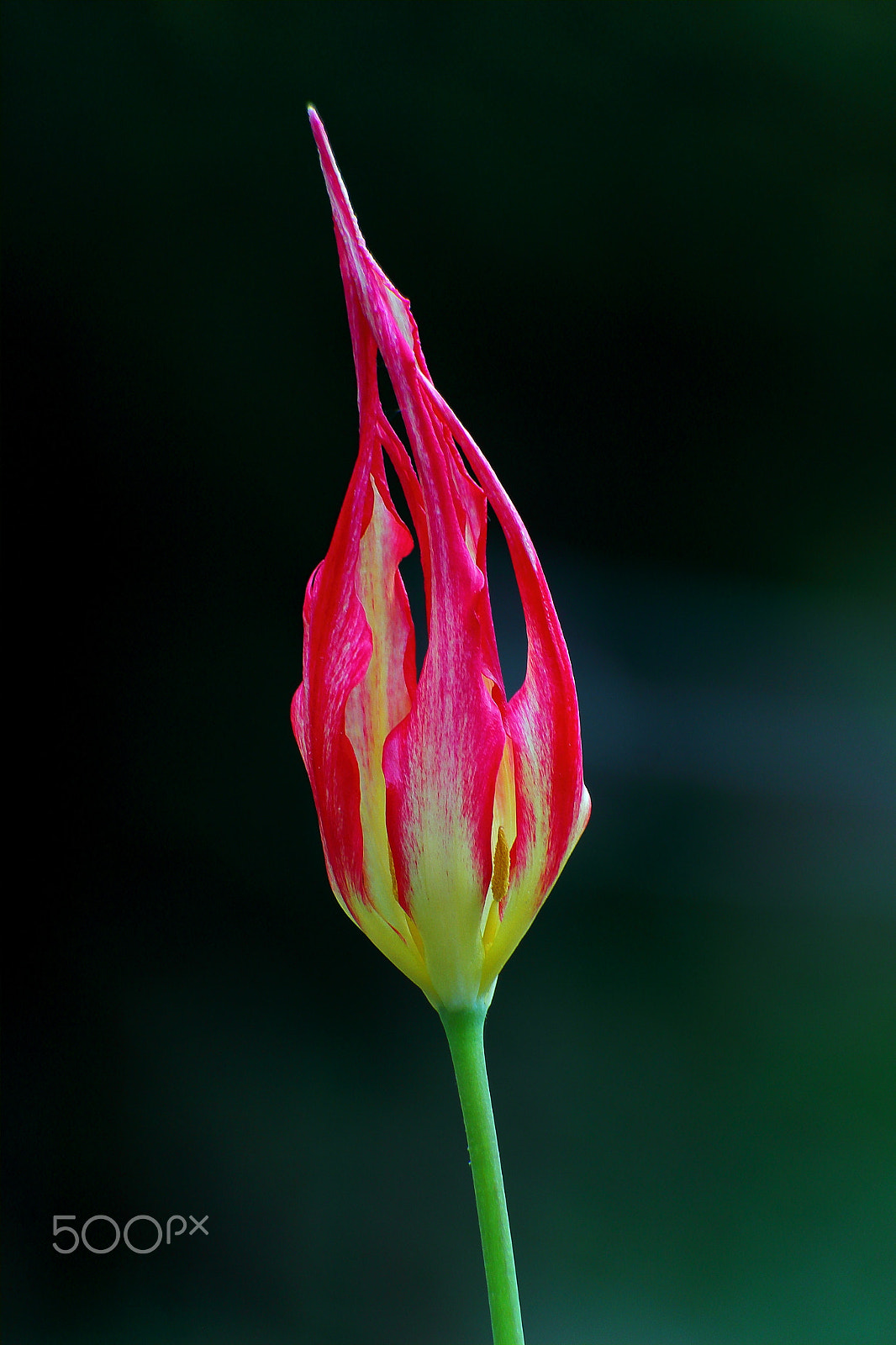 Canon EF-S 18-200mm F3.5-5.6 IS sample photo. Tulip acuminata - the fire flame photography