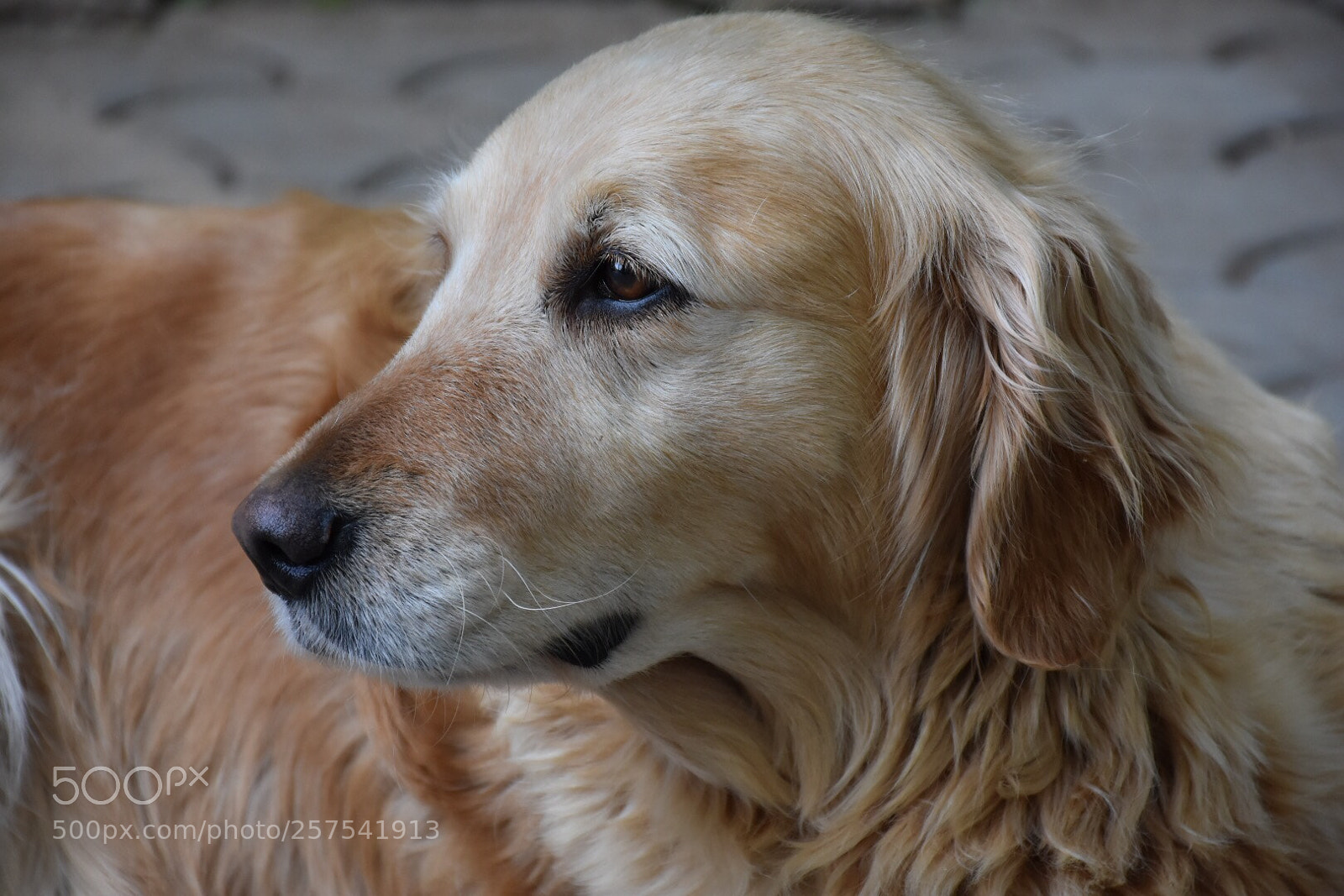 Nikon D7200 sample photo. Unhappy dog  photography
