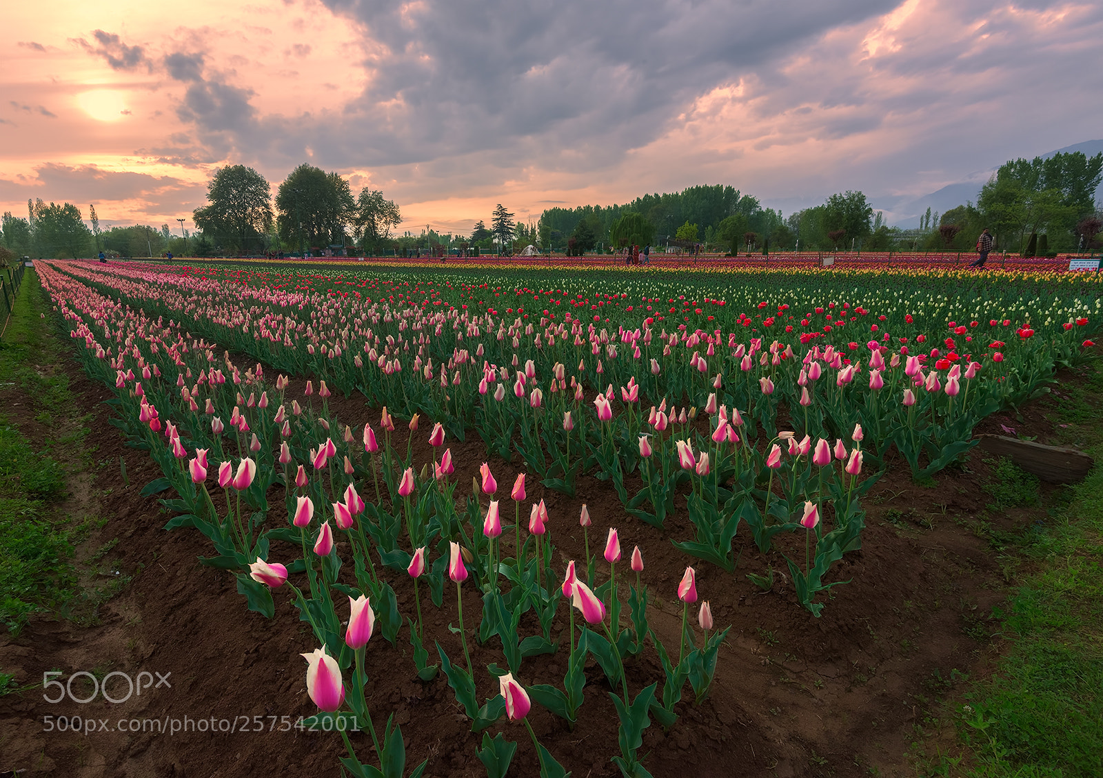 Nikon D810 sample photo. Sunset with tulips photography