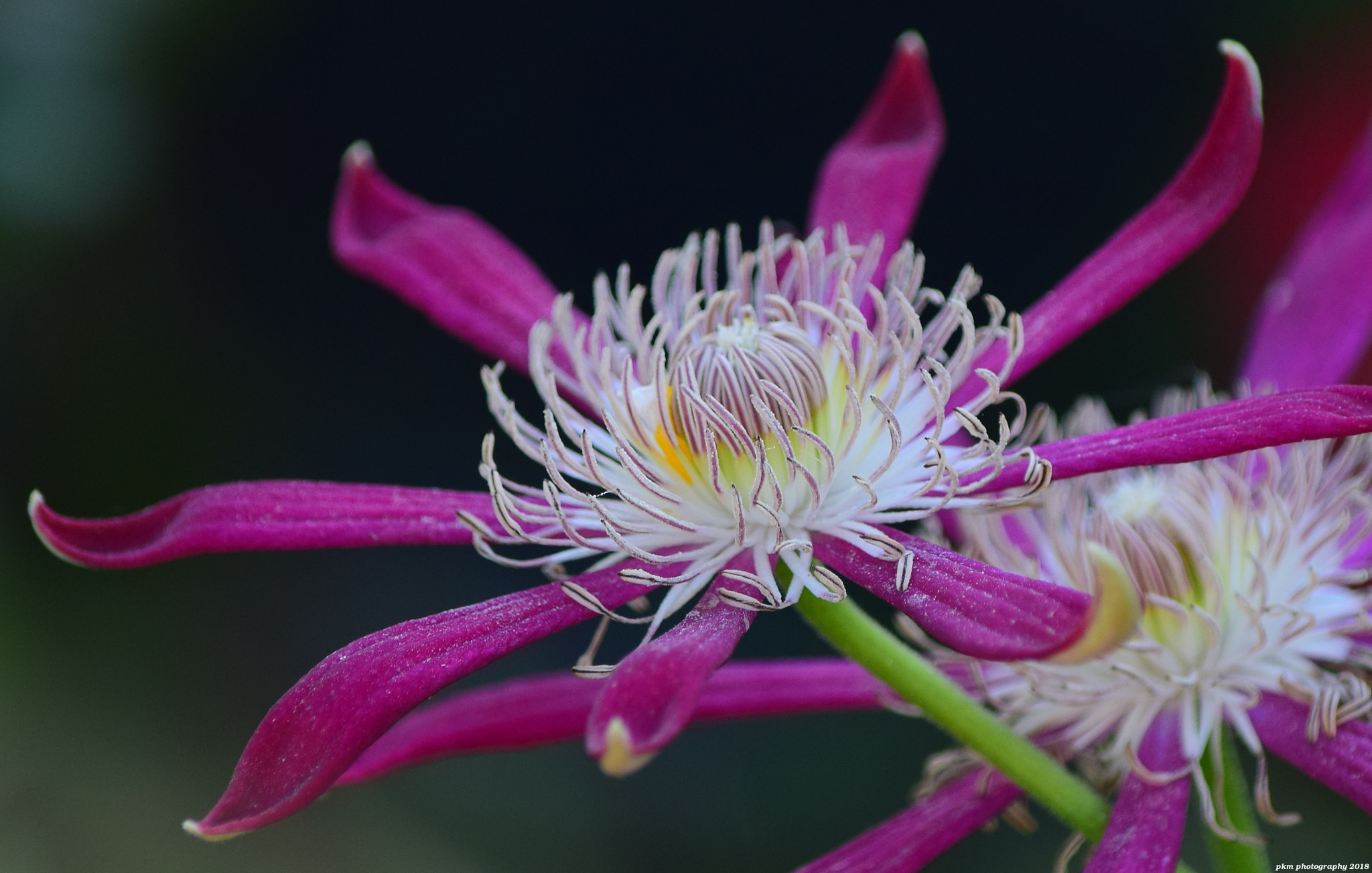 Nikon D3300 sample photo. Clematis 'aiga harrington' photography