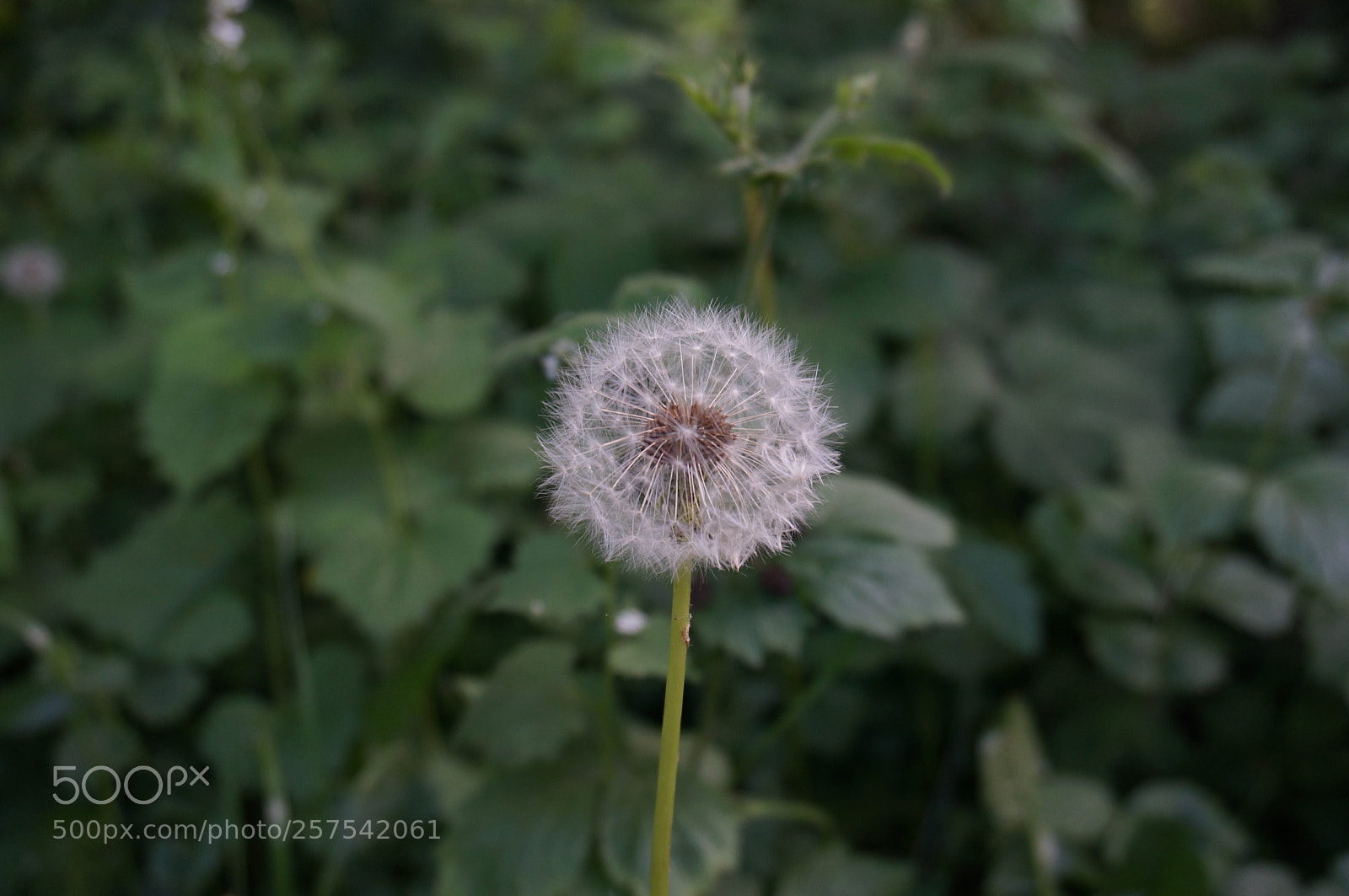 Sony Alpha NEX-6 sample photo. Untitled photography