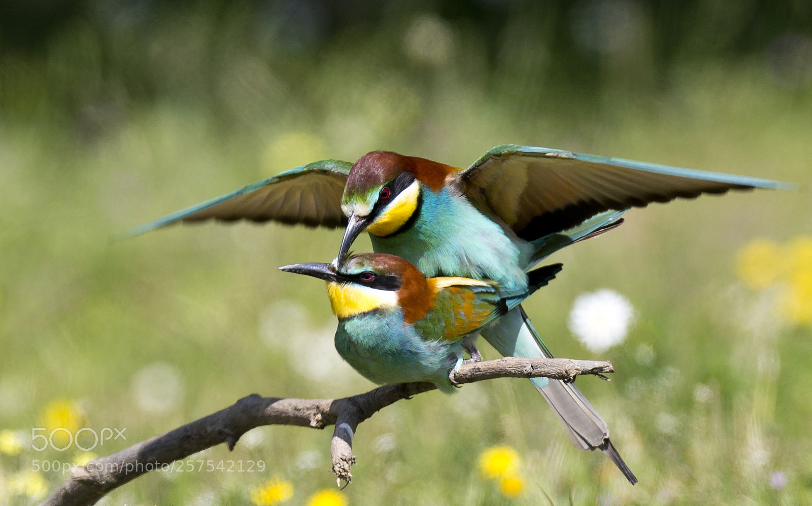Canon EOS-1D X sample photo. European bee-eater photography