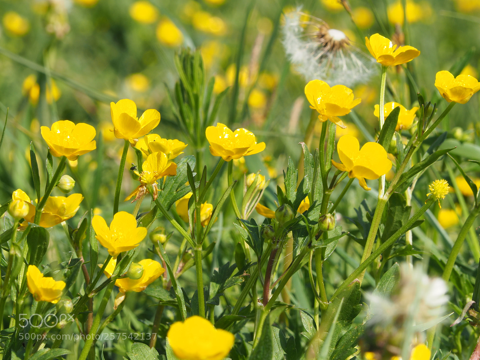 Olympus OM-D E-M10 II sample photo. Sunny day:) photography