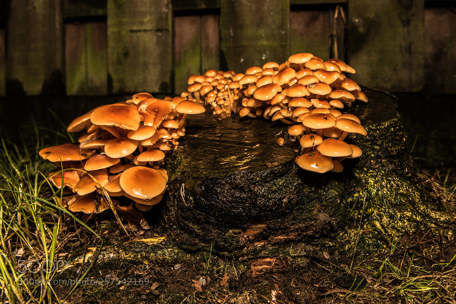 Nikon D750 sample photo. Srooms photography