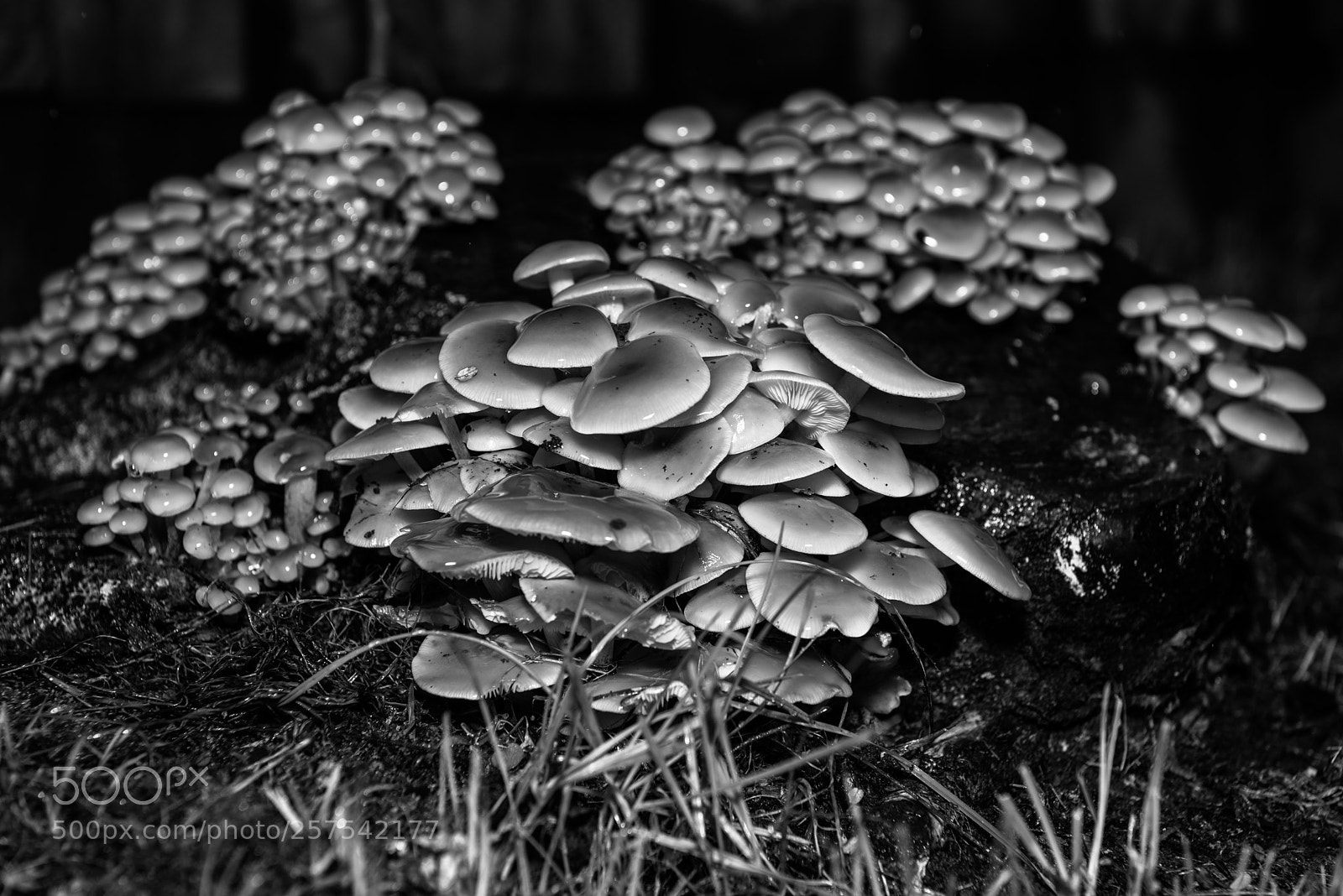 Nikon D750 sample photo. Srooms photography