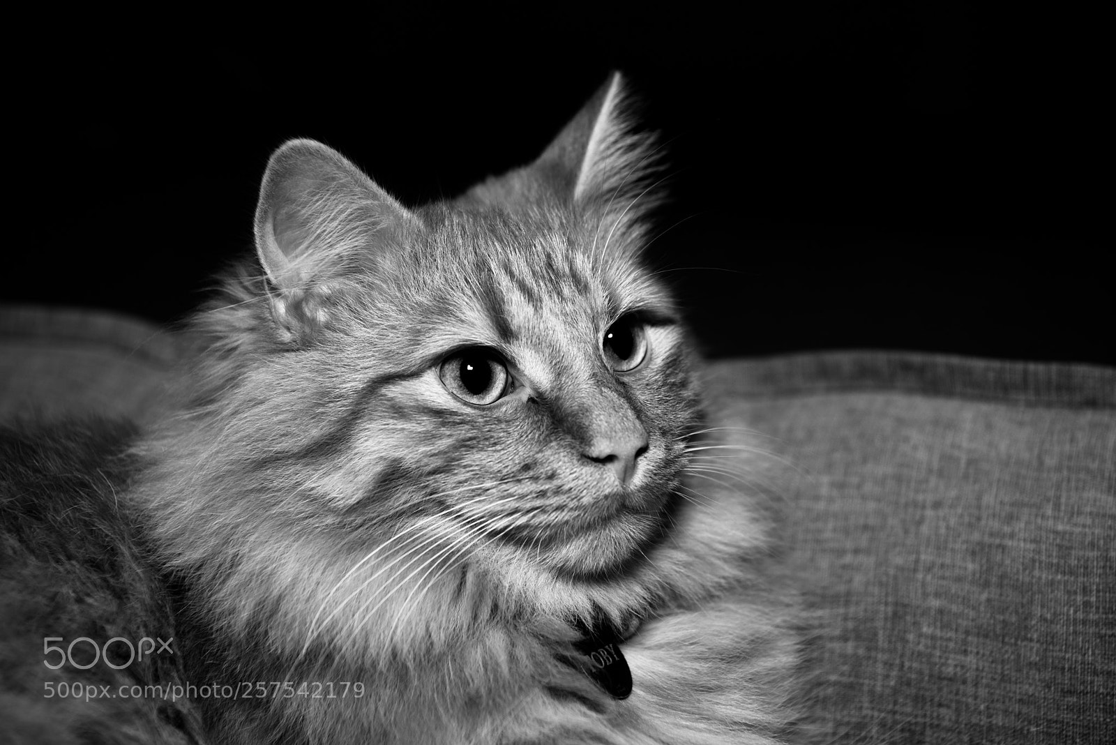 Nikon D750 sample photo. Toby photography