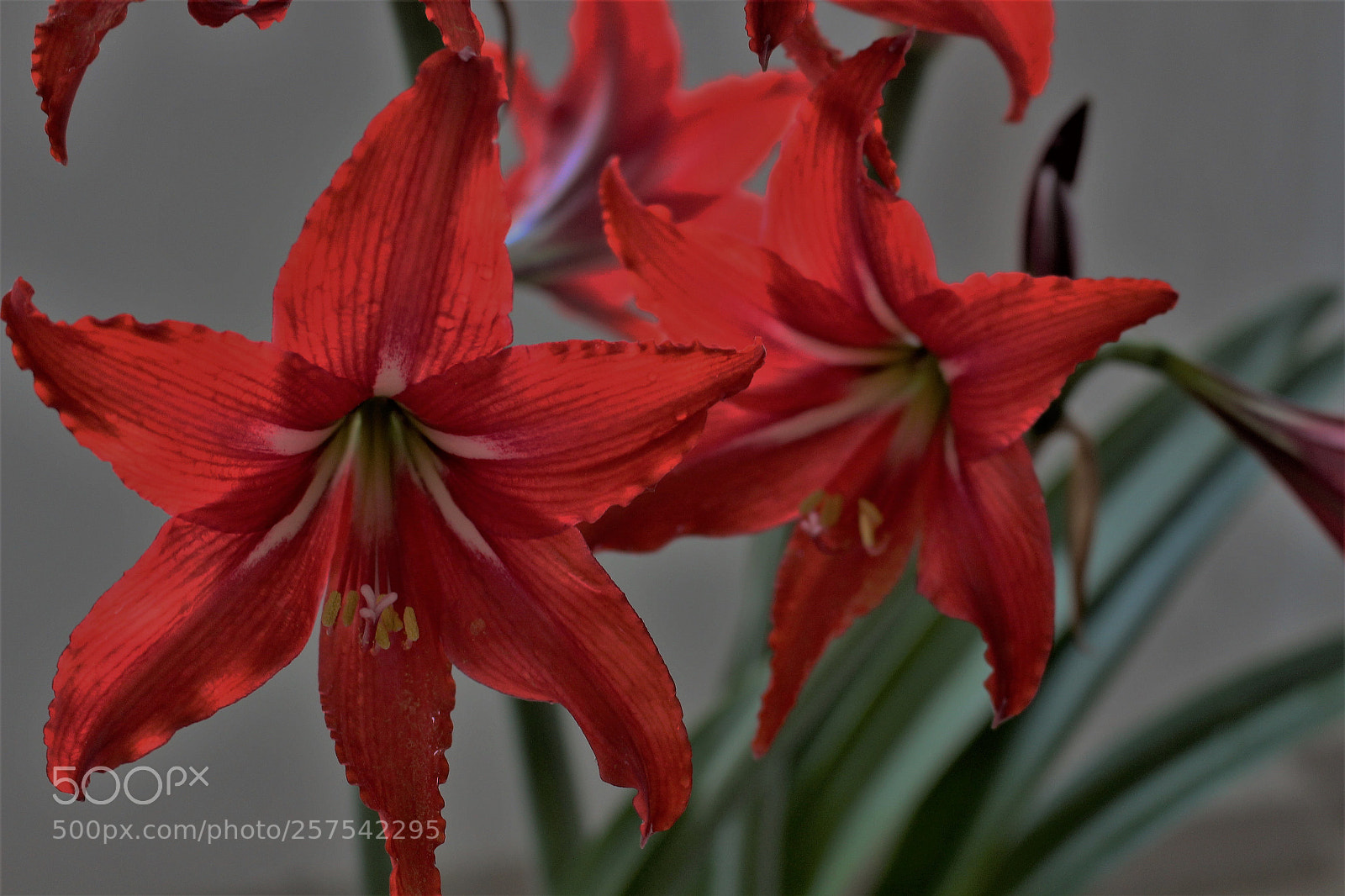 Canon EOS 700D (EOS Rebel T5i / EOS Kiss X7i) sample photo. Img photography