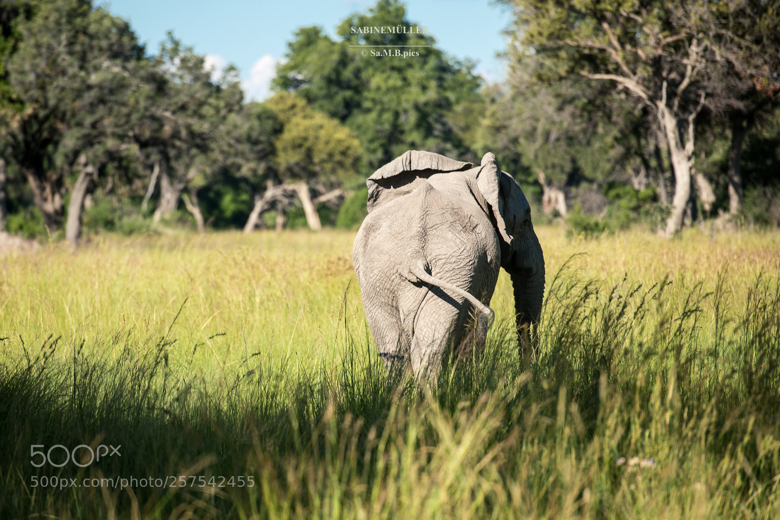 Nikon D850 sample photo. Wilderness, botswana 2018 photography