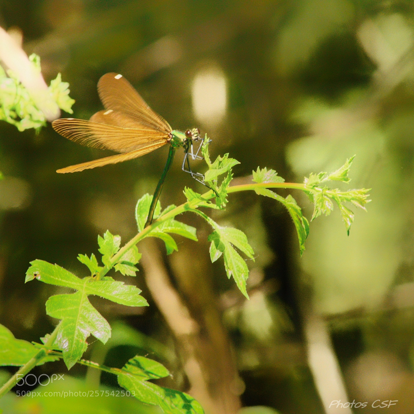 Nikon D7200 sample photo. Untitled photography