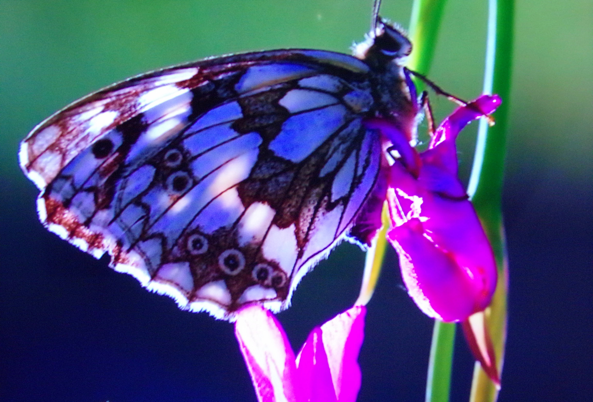 Kodak PIXPRO AZ251 sample photo. Papillon photography