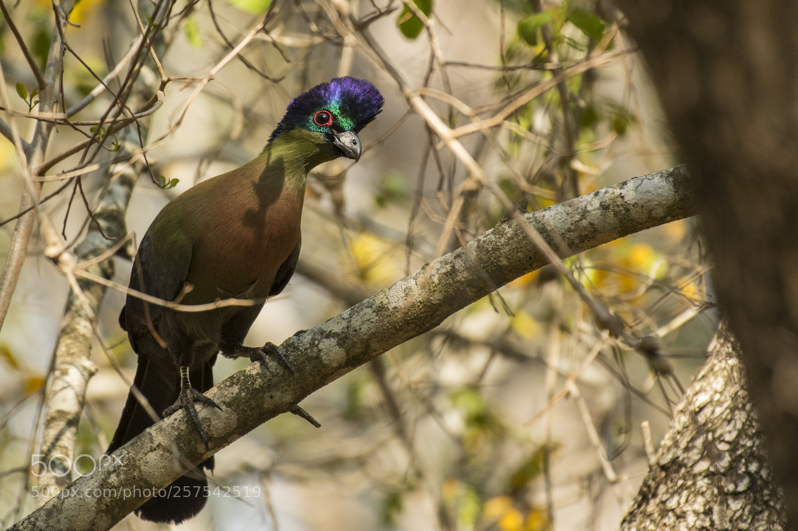 Nikon D500 sample photo. Purple crested turaco photography